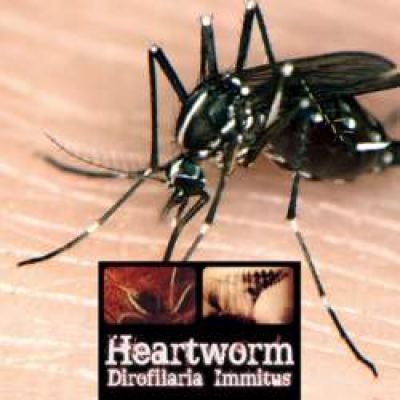 Heartworm - Dirofilaria Immitus (2010)